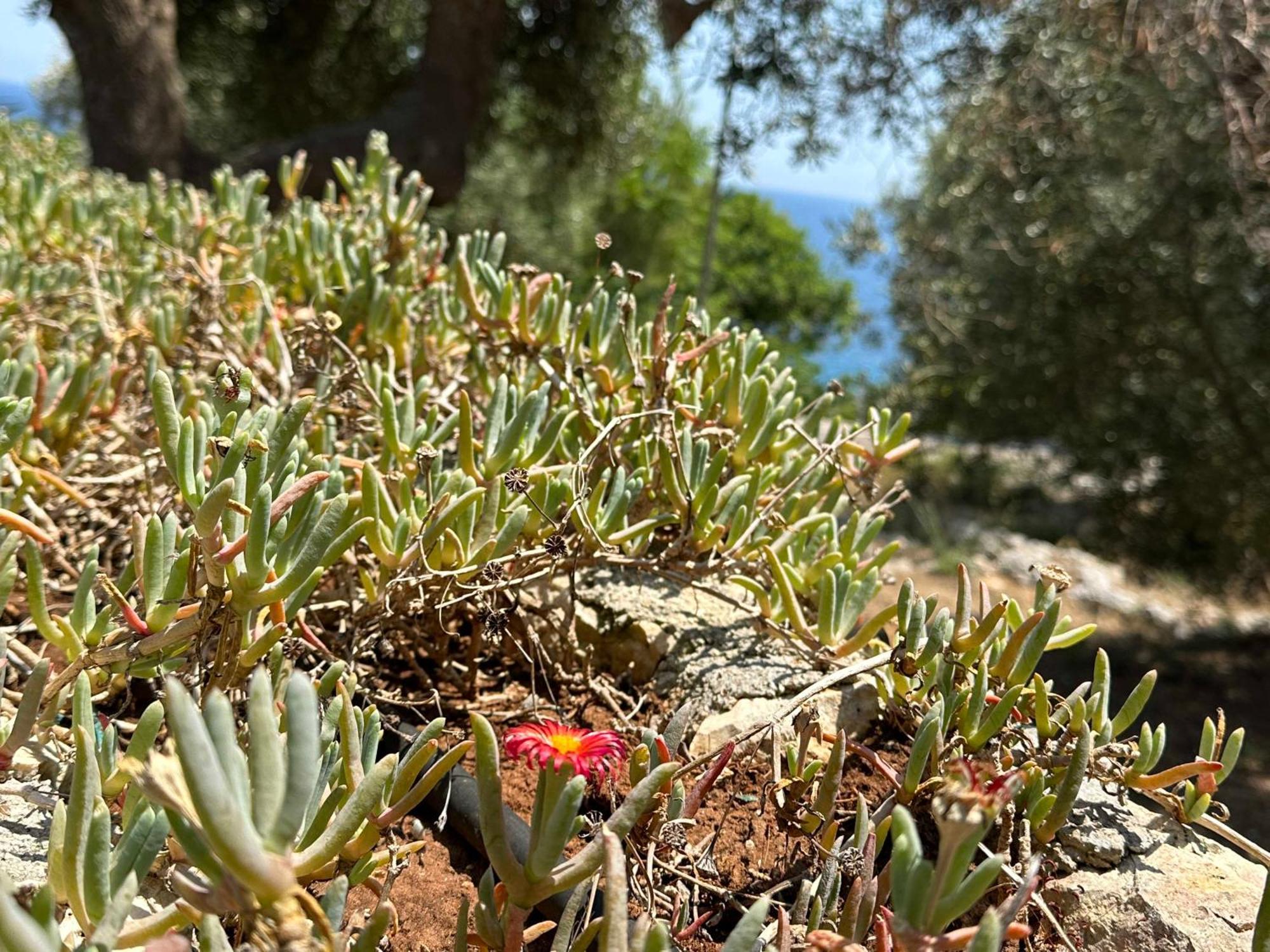 Villetta Dagre Fronte Mare Marittima Exterior foto